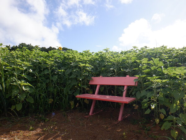 DSCF7170.JPG