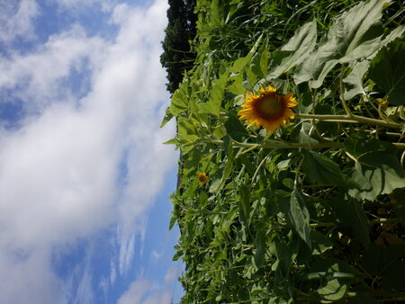 DSCF7171.JPG